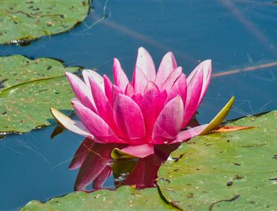 Nénuphar, Giverny 