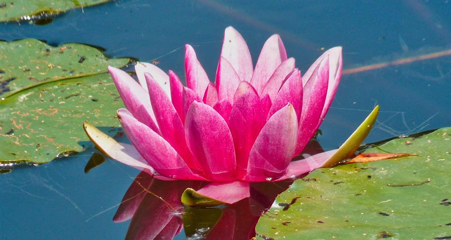 Nénuphar, Giverny 