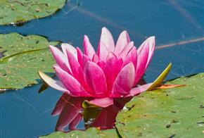 Nénuphar, Giverny  - Chateau de Bouafles